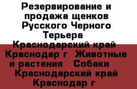 Резервирование и продажа щенков Русского Черного Терьера - Краснодарский край, Краснодар г. Животные и растения » Собаки   . Краснодарский край,Краснодар г.